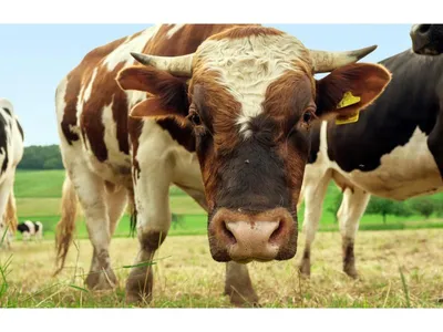 Мастит у коровы: симптомы и лечение, препараты - на сайте компании Экохимтех