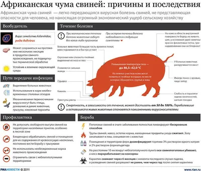 Дикий Кабан Найден Мертвым В Лесу Изза Болезни Свиней — стоковые фотографии  и другие картинки Без людей - iStock