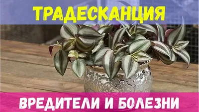 Традесканция: вредители и болезни - YouTube