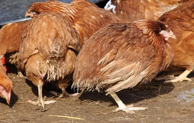 Болезни кур лечат… генеральной уборкой | Статьи журнала \"Сады и огороды  Приморья\"