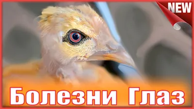 Вирусная анемия цыплят - MSD Animal Health