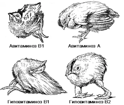 болезнь цыплят | Fermer.Ru - Фермер.Ру - Главный фермерский портал - все о  бизнесе в сельском хозяйстве. Форум фермеров.