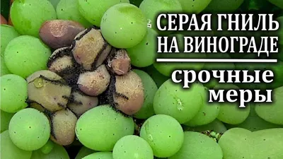 Серая гниль: вызов для виноградарей и методы борьбы - Виноград,  виноградарство. Саженцы винограда Красохиной С.И.