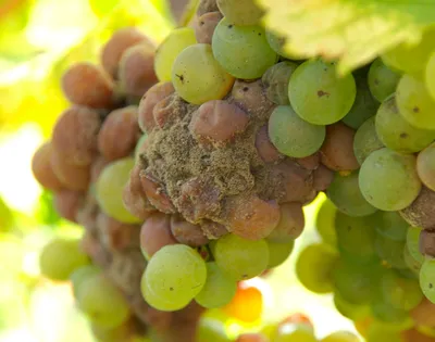 Виноград — Центр по борьбе с трудноискоренимыми болезнями растений