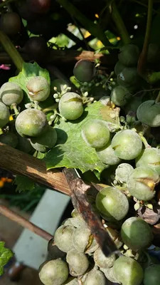 Болезни винограда | Grapes, Fruit, Breakfast