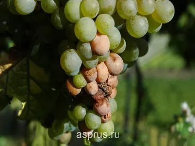 Виноделие: ферментация винограда, пораженного серой гнилью. Часть 1
