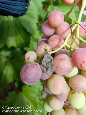 Помощь в диагностике болезней винограда | Форум VINEYARD | Стр. 30