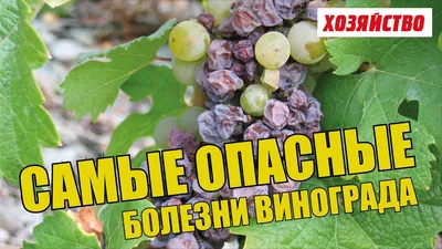 Опасные болезни винограда и как с ними бороться | Виноград, Виноградник,  Лечение