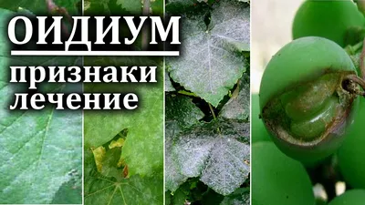 Основные болезни виноградной лозы - Agro-Market24