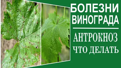 Популярные болезни винограда: методы борьбы, препараты – Agro-Market