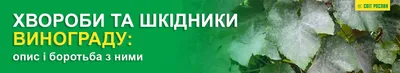 Болезни винограда: фото, описание, методы лечения и профилактики