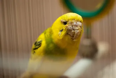 Болезни волнистых попугаев и их лечение фото 89 фото