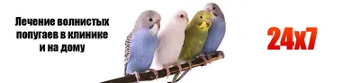 Болезни волнистых попугаев и их лечение | Сайт о животных Petsfusion.com -  клуб любителей домашних животных