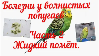 Болезни попугаев, попугайчиков: симптомы, признаки, лечение