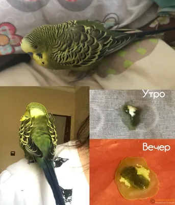 Болезни волнистых попугаев 🦜 Симптомы и лечение | Pet7