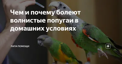 опухоль у волнистого попугая - Основной раздел - Форумы Mybirds.ru - все о  птицах