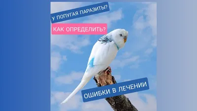 Волнистые попугаи - Бильфельд Хорст :: Читать онлайн в BooksCafe.Net