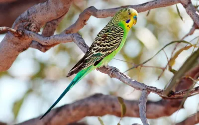 Болезни волнистых попугаев 🦜 Симптомы и лечение | Pet7