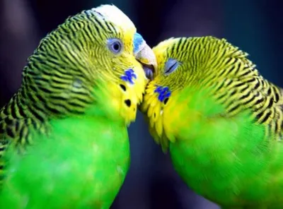 Ветеринарная клиника Крошка Енот - О волнистых попугайчиках