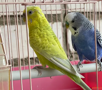 Корм для волнистых попугаев: рационы и полезные добавки