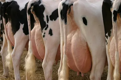 Самые частые заболевания вымени у коров | Животноводство | Дзен