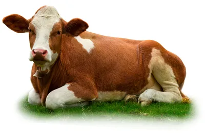 Распространенные заболевания у коров
