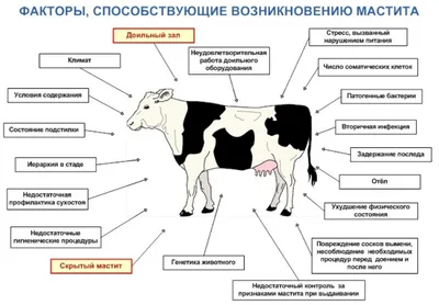 Мастита у коров (КРС): схема лечения, препараты и мази