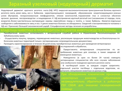 Государственная ветеринарная служба Забайкальского края | Заразный  узелковый(нодулярный) дерматит. Памятка для населения