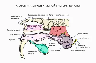 Лечение отека вымени, пареза, кетоза, мастита, эндометрита коров после отела