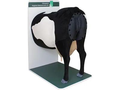 Анатомический ветеринарный тренажер \"Строение вымени коровы\" (раздел  «Тренажеры») | Купить учебное оборудование по доступным ценам в ПО «Зарница»