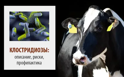 Болезни у коров и лечение: мастит, сгорание молока, задержка плаценты -  Новости Украины - InfoResist