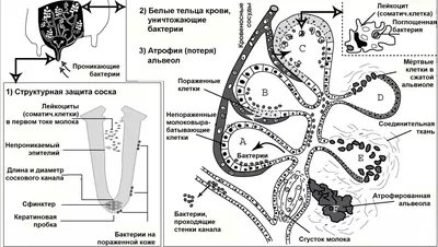 Причины тугодойности у коз | Аграрный маркетплейс