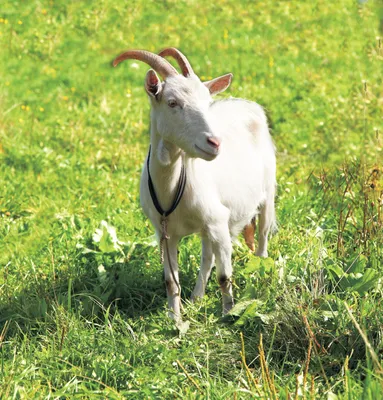 Случка коз: как определить охоту и как случать? Фото — Ботаничка