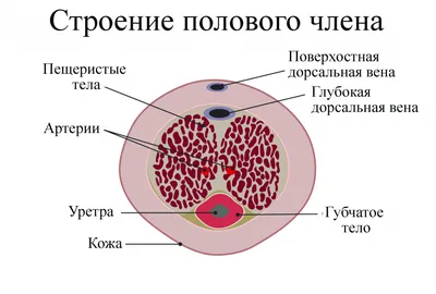 Рак полового члена: симптомы, признаки, диагностика, лечение