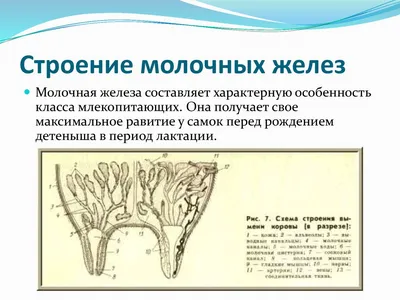 Как лечить язвы на вымени у коровы?