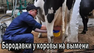 Увлажняющий крем для вымени коров Italmas Dairymast - Ижсинтез Химпром