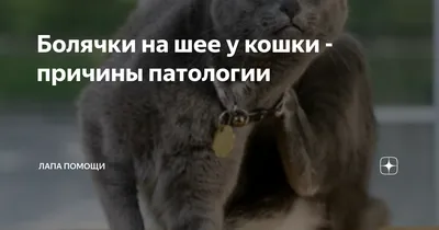 Кошка чешется 🐱 – причины зуда у котов, лечение и профилактика