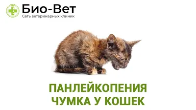 Кожные заболевания у кошек: симптомы и лечение | Hill's Pet