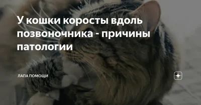 Ранки у кота.