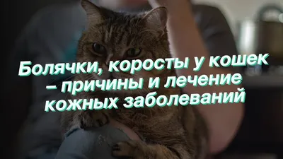 Кошка чешется 🐱 – причины зуда у котов, лечение и профилактика