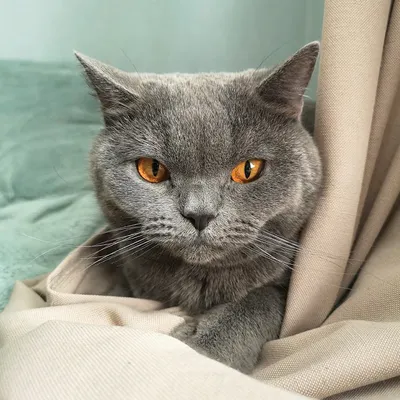 White Maine Coon