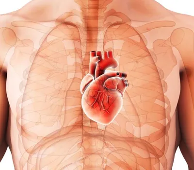 7 неожиданных признаков, что у вас проблемы с сердцем - Здоровье 24