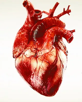 Почему болит сердце | Доктор КИТ