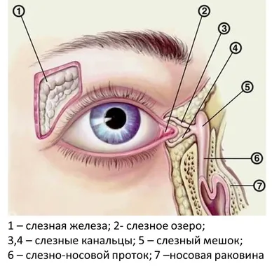 Рис. 7. Больной М. Положение правого глаза в аддукции до операции (гип…