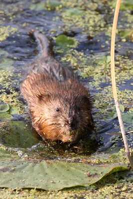 Здоровая крыса» или «болотный бобёр» - в Новороссийске заметили необычного  грызуна
