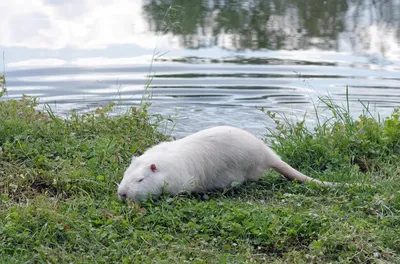 Серые крысы способны действовать по принципу «услуга за услугу» | ВКонтакте