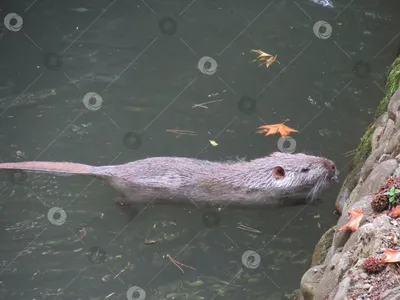 Ондатра (мускусная крыса) | Виртуальный музей Чудского Озера