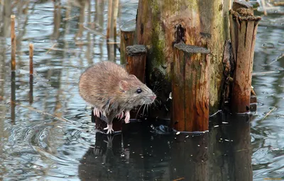 Ондатру или мускусную крысу заметили в Петербурге на реке Оккервиль в июле  2022г., фото и видео - 11 июля 2022 - Фонтанка.Ру