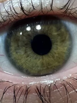 Ответы Mail.ru: У меня болотные глаза? Или зелёные?