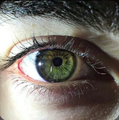 Цвет глаз | Наука | Fandom